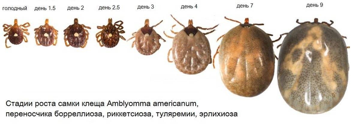 Где живут клещи - Распространение - Размножение клещей - Первая помощь